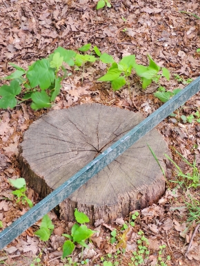 tiergarten berlijn 5-2025 161213